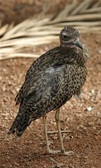 Spotted Thick-knee